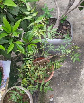 A potted plant with green leaves and fern-like foliage sits on a concrete floor alongside other plants in pots.