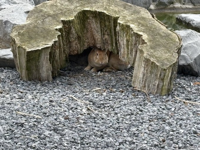 Two brown rabbits cuddle inside a hollowed-out tree stump in what appears to be a zoo enclosure, fitting the playful caption's hunt for an "ASA" rabbit.