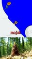 A meme featuring the iconic Soyjak character in a field of bamboo, captioned "mojuk," visually represents the explosive growth phase of XRP after years of dormancy, drawing a parallel between the rare, slow-growing "Mojuk" bamboo and XRP's anticipated surge.