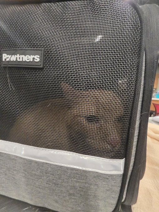 A close-up of a black mesh pet carrier with a 'Pawtners' brand label, showing a dark-colored animal resting inside.