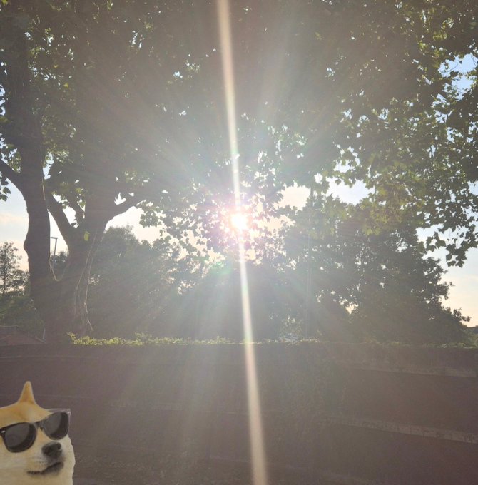 A casual outdoor photo taken towards the sun shining through tree leaves, featuring a small digital sticker of a Shiba Inu dog wearing sunglasses in the bottom left corner.
