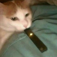 A close-up photo of a white and orange cat lying on a teal blanket, sniffing or resting its face against a black smartphone.