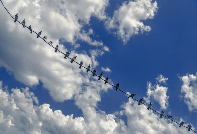 A diagonal view of a power line or cable stretching across a bright blue sky filled with white clouds, with numerous birds perched along its length.