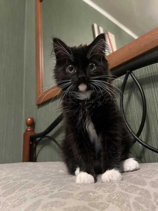 Photograph of a small black kitten with white paws and a white chest sitting on a patterned surface, looking up with wide eyes.