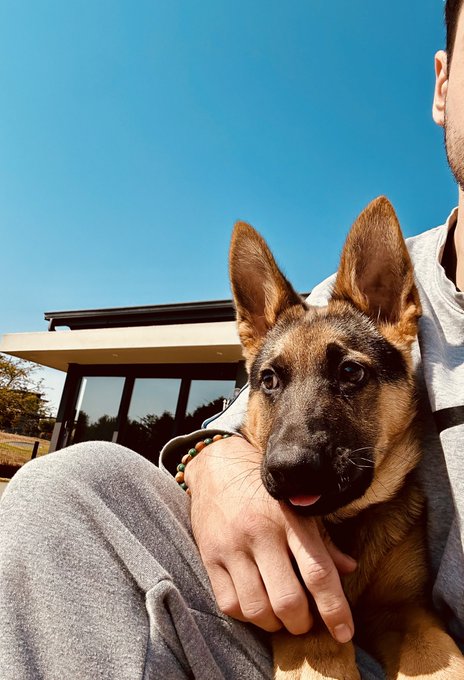 A close-up of a German Shepherd puppy being held by a person in a gray sweatshirt, with a modern building and clear blue sky in the background.