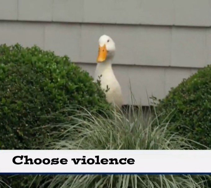 A white duck with an orange bill stands alertly among bushes and grasses, with the caption "Choose violence" overlaid at the bottom. The image pairs humorously with "Gm" (good morning) by depicting the duck's intense, ready-to-pounce stare as a comically aggressive morning greeting.
