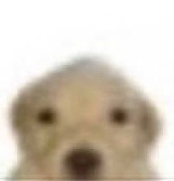 A blurry, low-resolution close-up photo of a fluffy dog's face against a white background.