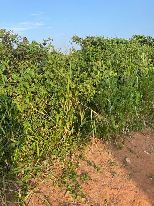 Tall green grass and weeds grow densely along a dirt embankment under a clear blue sky.