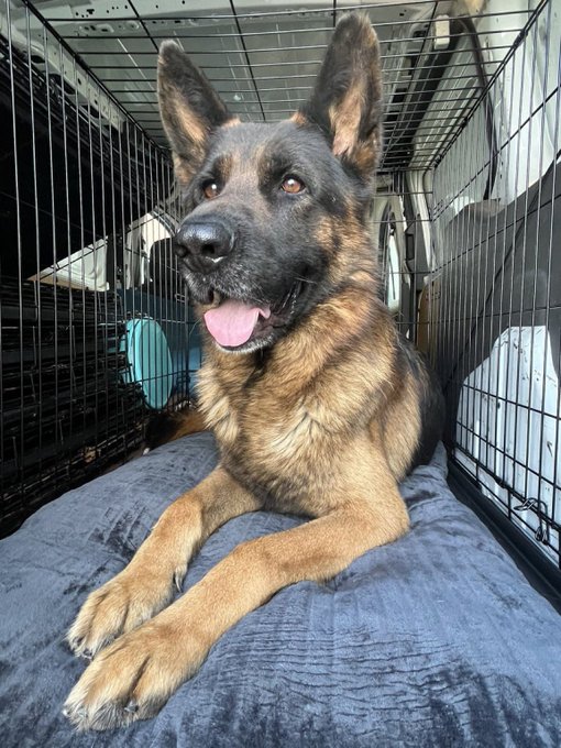 A German Shepherd rests comfortably on a blue blanket inside a wire crate, panting happily with its tongue out. The image embodies the spirit of the Dogecoin community's "Do Only Good Everyday" motto by showing a real dog who was saved through the community's charitable efforts, turning crypto talk into tangible action.