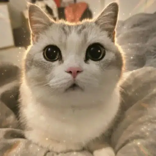 A close-up photograph of a white and gray cat with large, expressive dark eyes staring directly at the camera, appearing to be lying in a bed with white sheets.