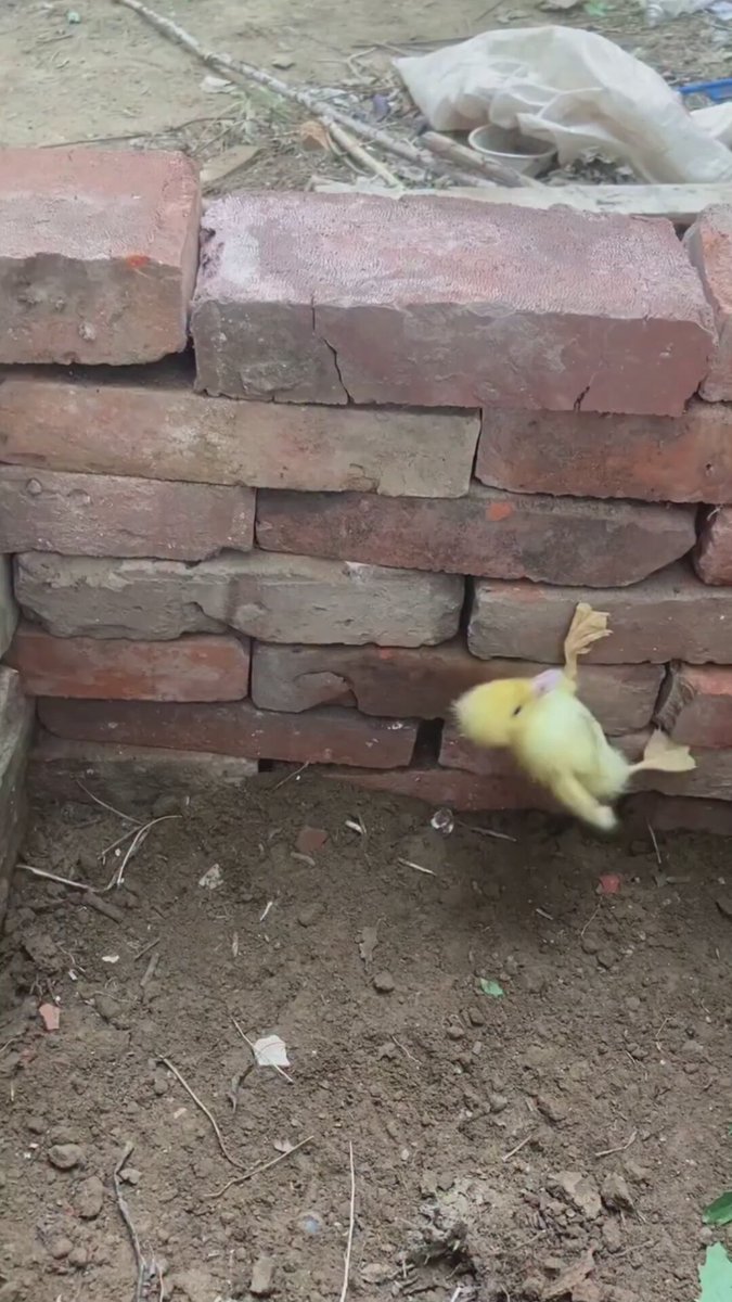 The image features a small yellow duckling playing with bricks, as if trying to climb them or just having fun. The scene takes place near a brick wall, which adds an interesting contrast between the natural movement of the duckling and the man-made structure. The photo is accompanied by a caption that reads "Never give up! #uck #dmd #crypto #btc #memetoken #nft #taptap #clicker #p2e #game". This caption emphasizes the importance of perseverance, as seen in the duckling's playful interaction with the bricks.
