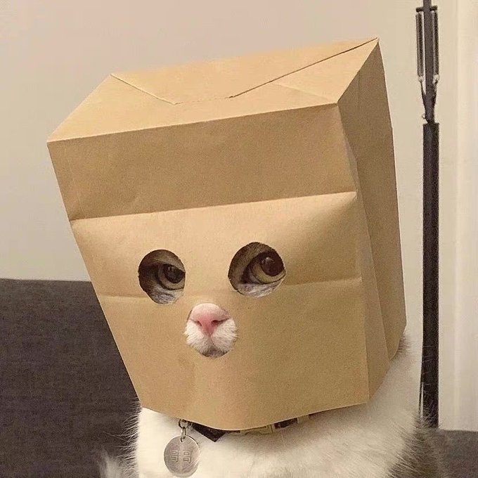 A white cat wearing a collar with a tag stares out from inside a brown paper bag with holes cut out for its eyes and nose.