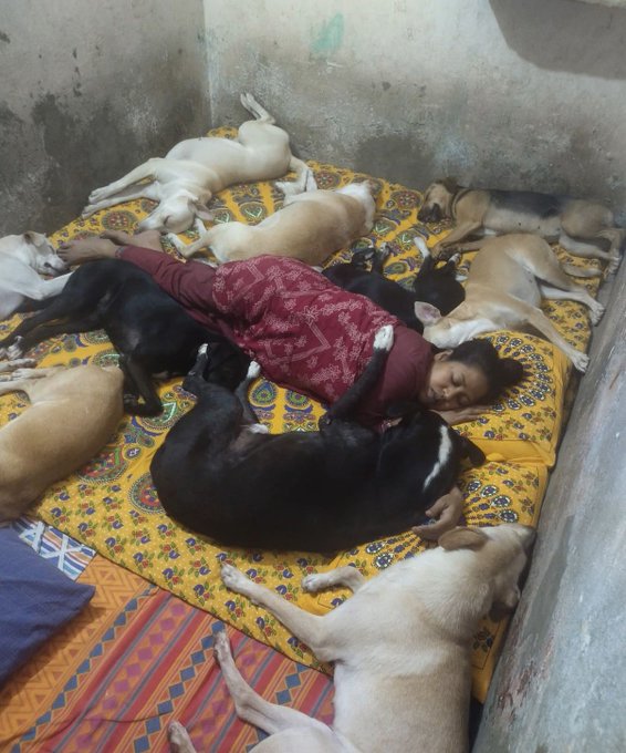 The image features a woman lying down with several dogs around her. There are at least nine dogs of various sizes and colors, including black, brown, white, and beige ones. The dogs appear to be sleeping or resting comfortably on the bed-like surface that covers most of the room. The post about loving dogs makes sense in this context because it seems like a scene where people have gathered their pets for a cozy and relaxing moment together.