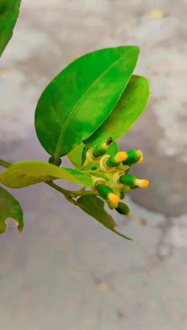 A close-up photograph of a green plant branch with leaves and small yellow-green flower buds growing from a stone or concrete surface.