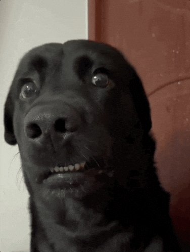 The image features a black dog with its mouth open, looking at something off-camera. The caption of the image reads "Is it just me or... Are you also seeing like 10+ new prediction market apps popping up before the World Cup?". This statement suggests that there might be a connection between the dog's behavior and the popularity of certain apps in the world of finance and predictions, possibly related to sports events.