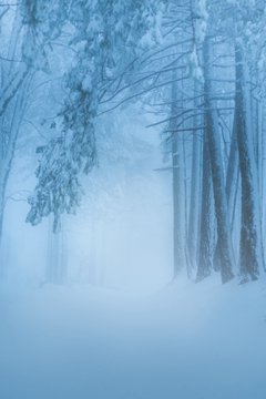 A misty, snow-covered forest path with tall trees shrouded in blue-toned fog, evoking the eerie, untouched winter wilderness described in the caption as "The Hollow." The hazy, almost monochromatic scene captures the quiet isolation and danger of venturing through Mendocino's winter roads in search of something hidden.