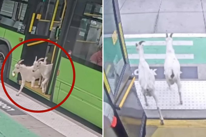 A two-panel image showing goats exiting and entering a city bus through its doors, with a red circle highlighting the goats on the bus in the left panel.