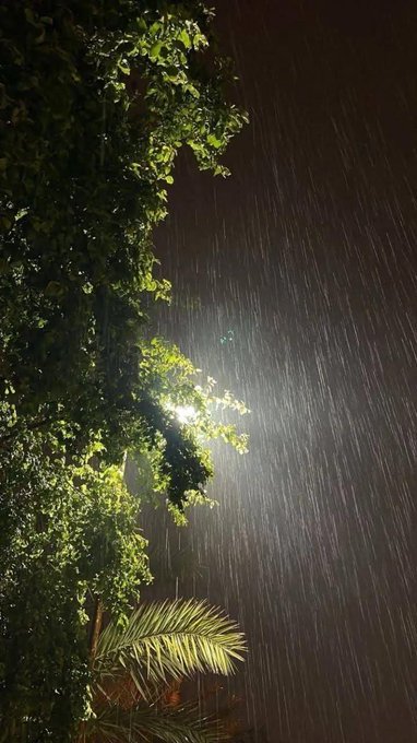 A nighttime photograph showing rain falling through the illuminated branches and leaves of a tree, backlit by a light source.