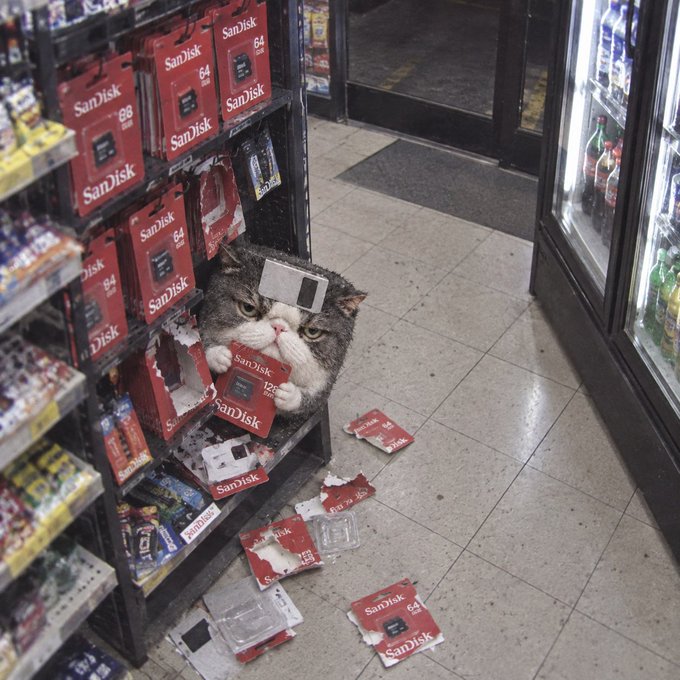 A humorous edited image of a chubby cat sitting on a store shelf surrounded by torn SanDisk memory card packages, appearing to have raided and chewed through the merchandise.