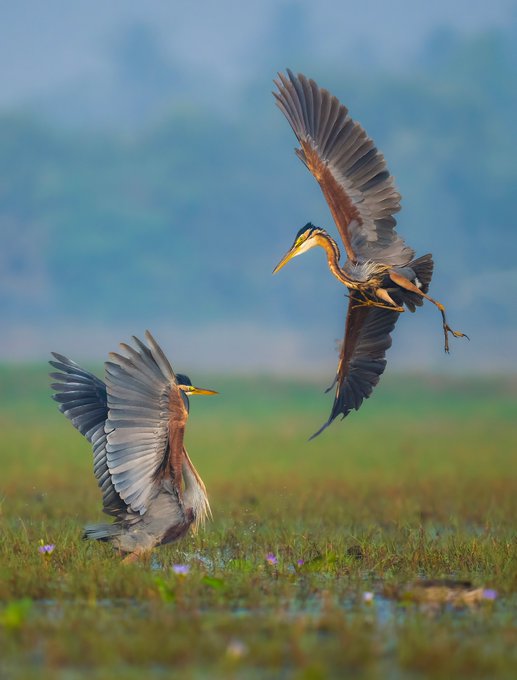 Two purple herons in a wetland setting, one standing on the grassy ground with wings partially spread while the other flies just above it.