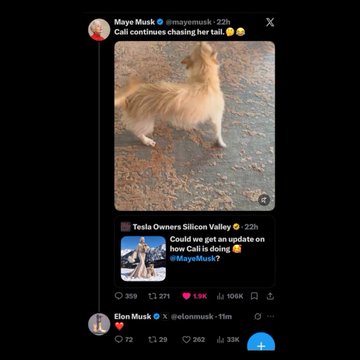 A screenshot of Elon Musk's reply to Maye Musk's tweet showing a fluffy dog (Cali) chasing its tail on a beach. Elon Musk's engagement and like on the post, combined with the tagged $CALI account visible in the screenshot, highlights his interaction with the meme token community.