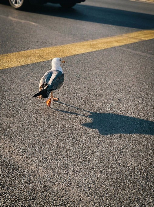A seagull with white and grey feathers walks across a paved road, casting a long shadow in warm sunlight.