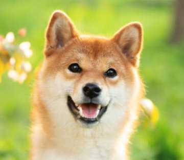 The image features a brown dog with white markings, standing against a blurred background of trees and flowers. The dog appears to be looking directly at the camera, giving off an impression of curiosity or attentiveness. The caption "5 years old hodling $DOGE" suggests that this is likely a photo taken by someone who has owned their dog for five years, possibly for sale on a website like eBay.