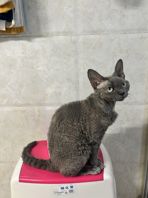 A gray cat with large ears sitting on a pink and white plastic step stool in a tiled bathroom, looking up attentively.