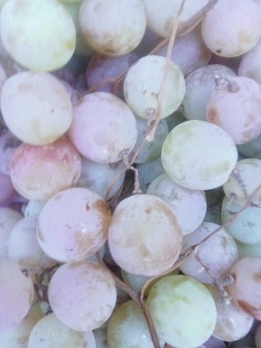 A close-up photograph of a cluster of pale, pastel-colored grapes (ranging from white to pink and light green) still attached to their stems.
