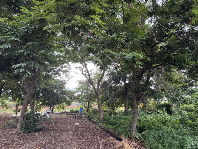 A wooded park or garden scene with several trees, a dirt path, green vegetation, and what appears to be a blue structure or container in the background.