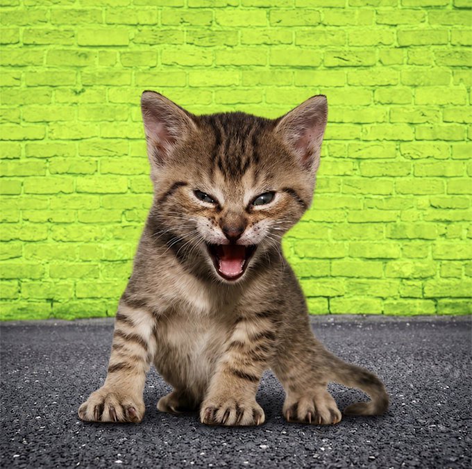 A small brown tabby kitten with its mouth open as if hissing or meowing sits on gray pavement against a bright lime-green brick wall, looking directly at the camera. The image does not visibly reference $TOAD or $TYGR, but the post invites viewers to create AI animations about the $TYGR token for a chance to win 20,000 $TOAD tokens.
