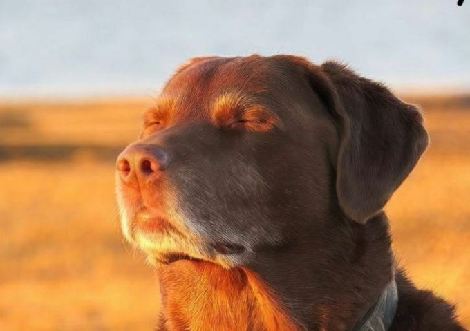 A close-up photograph of a chocolate Labrador dog with its eyes closed, appearing peaceful in golden lighting.