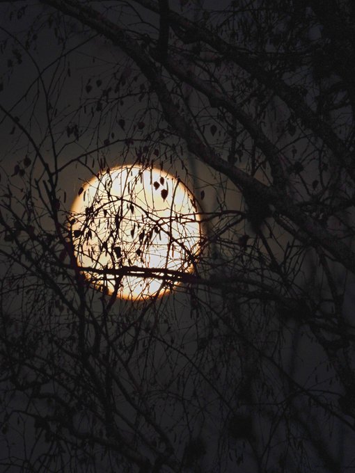 A photograph of a bright full moon shining through the silhouettes of bare tree branches against a dark night sky.