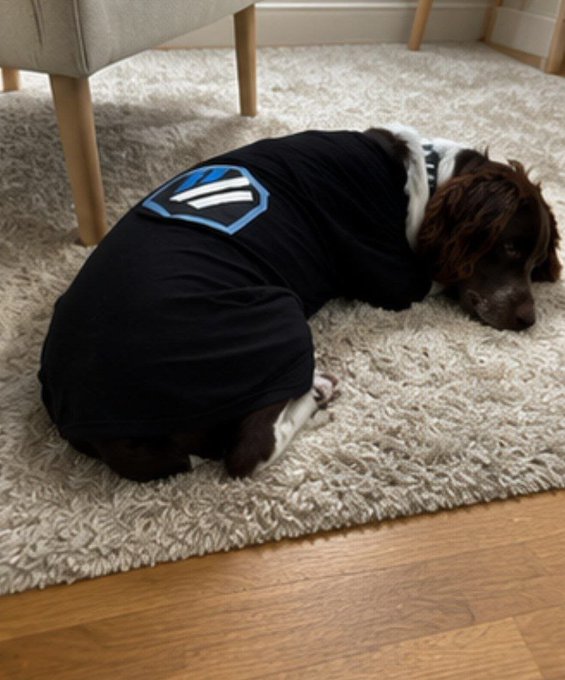 A brown dog wearing a black shirt with a blue and white logo lies sleeping on a gray shag carpet next to wooden chair legs.
