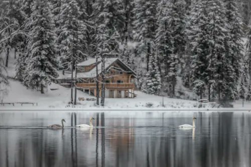 A serene winter scene captures a snow-dusted wooden cabin nestled among snowy evergreens, with swans gliding across the glassy lake in the foreground. The tranquil, isolated homestead embodies the cozy "Home" theme celebrated in the NFT sale, evoking a peaceful sanctuary tucked deep within nature.