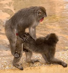 Two Japanese macaques interact on sandy ground, with one standing over and appearing to groom or examine the other.