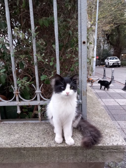A fluffy black and white cat sits on a ledge by a gate, with two other cats playing in the background.