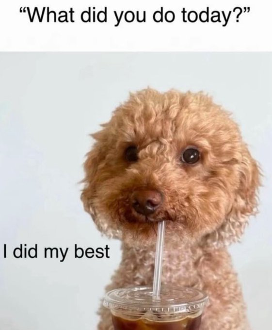 A meme featuring an adorable fluffy brown puppy drinking from a straw, captioned 'What did you do today?' and 'I did my best'.