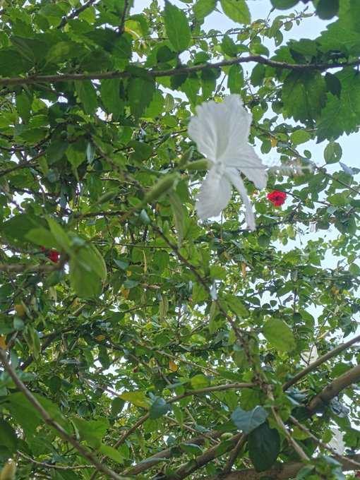 A white hibiscus flower in bloom surrounded by green leaves and branches, with a few red flowers visible in the background.