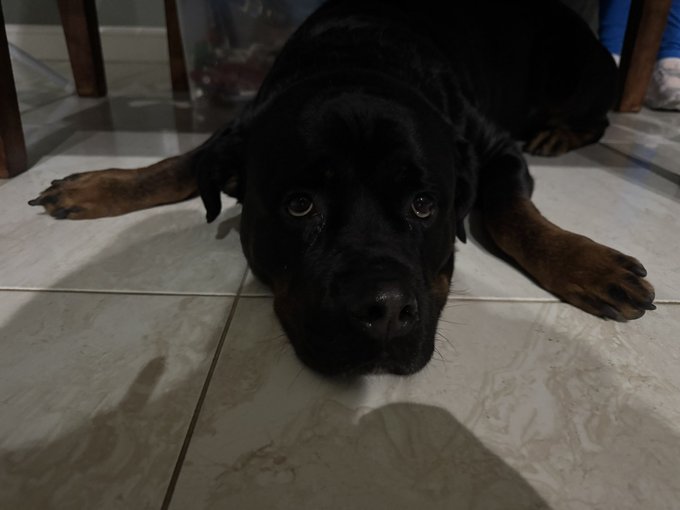 A Rottweiler lies on a tiled floor with its head resting down, offering a perfect opportunity for a gentle "boop" on its nose as suggested by the caption.