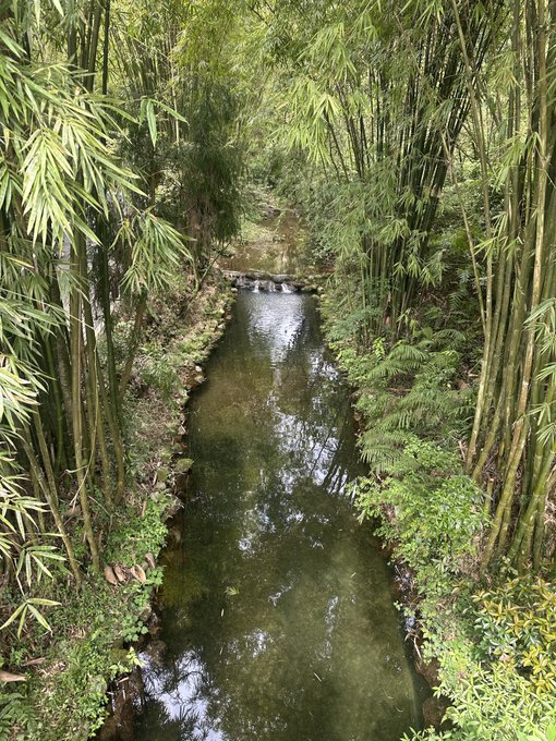 A serene outdoor scene featuring a narrow stream flowing through a dense bamboo forest with green foliage reflecting in the water.