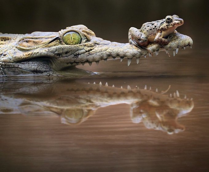 A crocodile floats in shallow water with a frog perched on its snout, both reflections visible on the rippling surface.