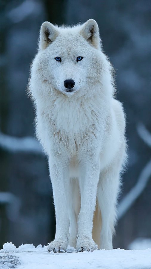 A white wolf with striking blue eyes standing in the snow, looking directly at the camera.