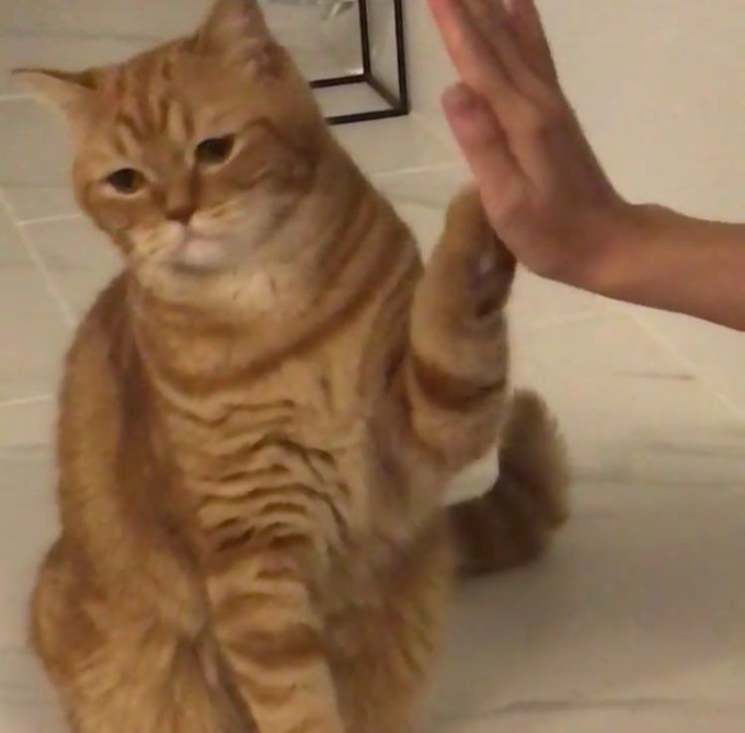 An orange tabby cat sitting on a tiled floor giving a high-five with a human hand.