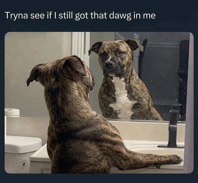 A meme image of a brindle dog looking at its reflection in a bathroom mirror with the caption 'Tryna see if I still got that dawg in me.'