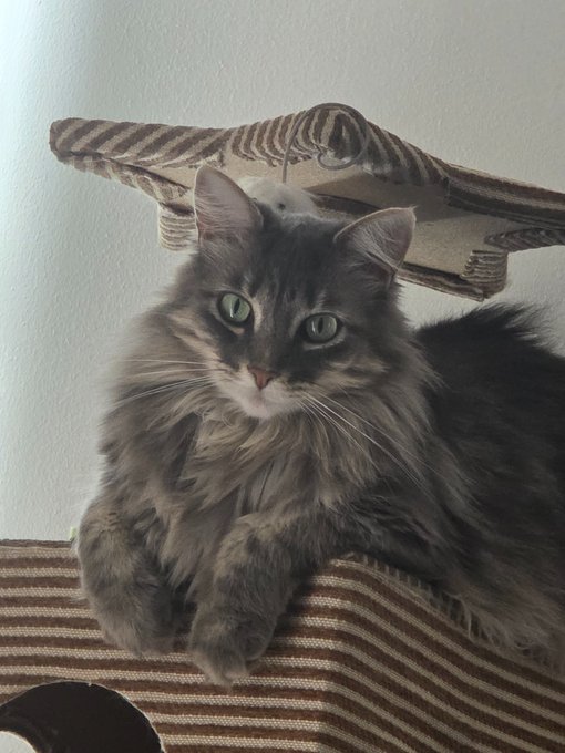 A fluffy gray tabby cat with green eyes resting on a striped cat tree platform, looking directly at the camera.