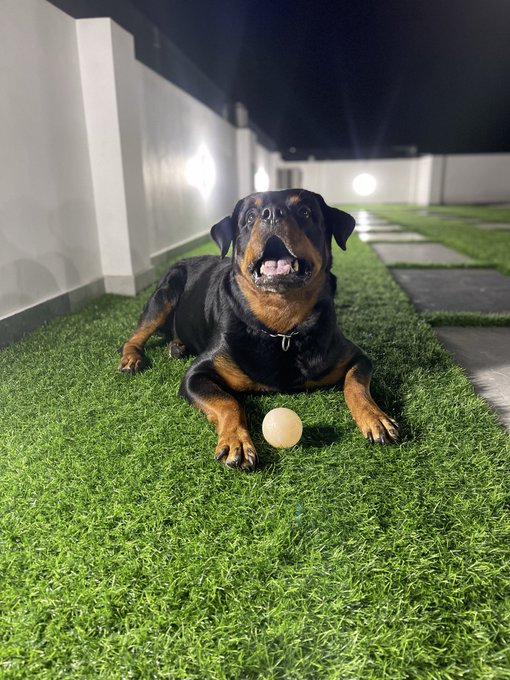 A black and tan Rottweiler named Buddy lies on artificial grass at night with a tennis ball, mouth open in a joyful expression. The image accompanies a heartfelt post mourning the dog's passing after 11 and a half years together, capturing a cherished memory of the beloved pet.
