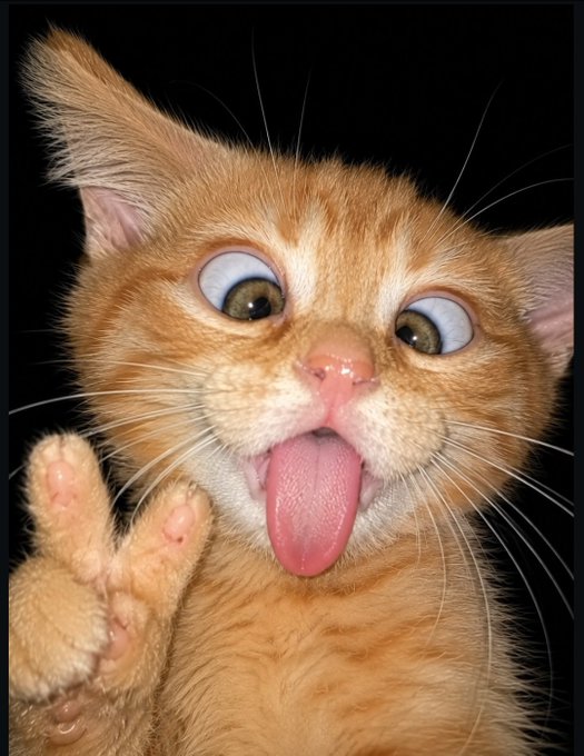 A close-up, humorous photo of an orange tabby kitten with wide, crossed eyes and its tongue sticking out, with one paw raised.