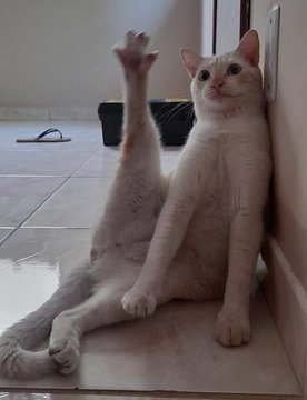 A white cat lounges against a wall on a tiled floor, stretching one paw dramatically into the air with a relaxed, almost smug expression. The post's reference to "Kaito 2.0" suggests the cat's effortlessly cool, composed pose is being humorously compared to a version upgrade of someone named Kaito.