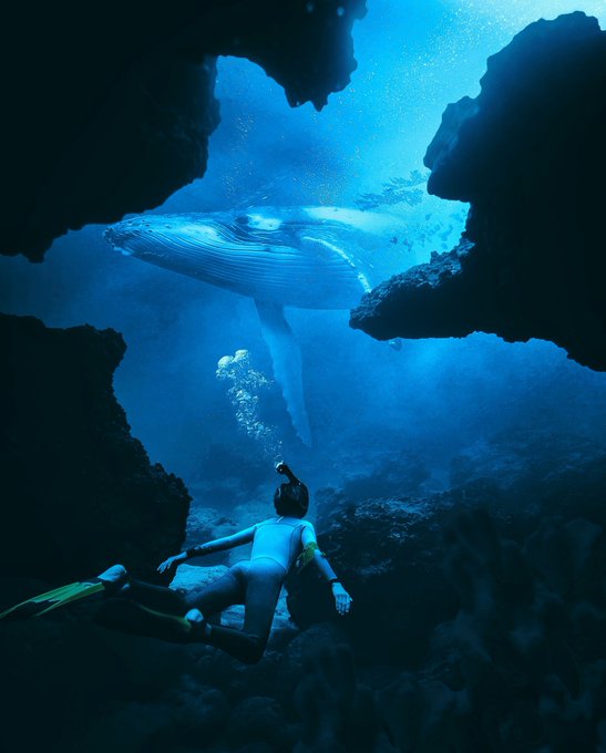 A scuba diver in a white wetsuit with yellow fins explores a submerged cave, gazing upward at a majestic whale gliding through shafts of blue light filtering from above. The image, titled "Depths of Wonder," beautifully captures the serene bond between humanity and marine life, embodying the tranquility and awe described in the accompanying post.